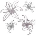 Hand drawn lilium flowers, vector illustration