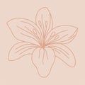 Hand drawn lily. Beautiful delicate lily. Vector illustration