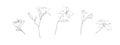 Hand drawn lily flower collection. Set of outline daylilies painted by ink. Black isolated garden sketch vector on white