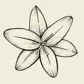 Hand drawn Lily flower Royalty Free Stock Photo