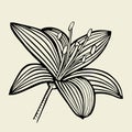 Hand drawn Lily flower Royalty Free Stock Photo