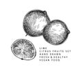 Hand drawn lime whole and sliced. Engraved vector illustration. Sour citrus exotic plant. Summer harvest, jam or