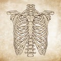Hand drawn line art anatomically correct human ribcage vector illustration