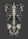 Hand drawn line art anatomically correct human ribcage. Royalty Free Stock Photo