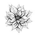 Hand drawn line black sketch illustration of Christmas Poinsettia or Euphorbia Pulcherrima plant sign for celebration