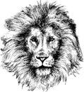 Hand drawn lion head