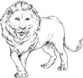 Hand drawn lion