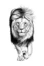 Hand drawn lion, sketch graphics monochrome illustration