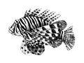 Hand drawn lionfish