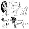 Hand drawn  lions. Vector sketch  illustration Royalty Free Stock Photo