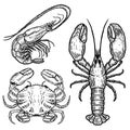 Hand drawn lobster, crab, shrimp illustrations on white background. Seafood. Design elements for poster, emblem, sign, badge, menu