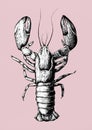 Hand drawn lobster gray scale