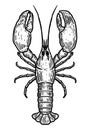 Hand drawn lobster illustration on white background. Design element for logo, label, emblem, sign. Royalty Free Stock Photo