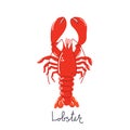 Hand drawn lobster, underwater concept. Royalty Free Stock Photo