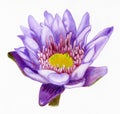 Hand-drawn lotus flower Royalty Free Stock Photo