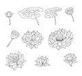 Hand drawn lotus flower isolate vector set.Lotus vector foe printing on background. Royalty Free Stock Photo