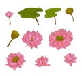 Hand drawn lotus flower isolate vector set.Lotus vector foe printing on background. Royalty Free Stock Photo