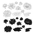 Hand drawn lotus flower isolate vector set.Lotus vector foe printing on background. Royalty Free Stock Photo