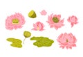 Hand drawn lotus flower isolate vector set.Lotus vector foe printing on background. Royalty Free Stock Photo