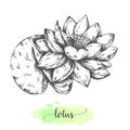 Hand drawn lotus flowers. Floral background with blooming waterlilies isolated on white. Vector illustration in vintage