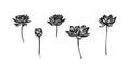 Hand drawn lotus flowers set, outline sketch. Vector black ink drawing isolated on white background. Graphic illustration Royalty Free Stock Photo