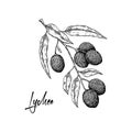 Hand drawn lychee branch isolated on white background. Vector illustration in detail sketch style