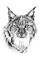 Hand drawn lynx portrait, sketch graphics monochrome illustration Royalty Free Stock Photo