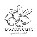Hand drawn macadamia icon.