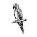 Hand drawn macaw parrot. Vector sketch. Illustration of animal. Royalty Free Stock Photo