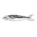 Hand drawn Mackerel Fish Seafood illustration Raw vector