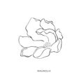 Hand drawn magnolia flower. Botanical design element