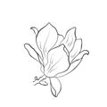 Hand drawn magnolia flower. contour flourish illustration. vector floral element for greeting and invitation design