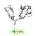 Hand drawn magnolia flower sketch. Floral background with blooming oriental tree isolated on white. Vector illustration Royalty Free Stock Photo