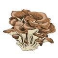 Hand drawn Maitake Mushroom illustrations.