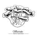 Hand drawn maitake mushroom