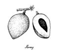 Hand Drawn of Mamey Sapote on White Background