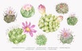 Hand drawn mammillaria cactus collection Royalty Free Stock Photo