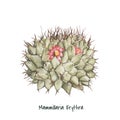 Hand drawn mammillaria erythra pincushion cactus Royalty Free Stock Photo