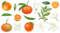 Hand drawn mandarins, tree branches, leaves and mandarin flowers clipart