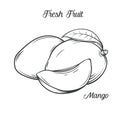 Hand drawn mango icon.