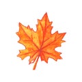 Hand drawn maple leaf isolated on white background. Watercolor symbol of autumn, nature, Canada Royalty Free Stock Photo