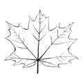 Hand drawn maple leaf, unpainted