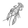 Hand drawn marine Lobster