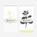 Hand drawn marjoram in outline and silhouette style. Spicy herbs