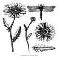 Hand drawn medical plant sketch. Vector botanical illustration of chamomile flower isolated on white. Black and white lineart. Dr