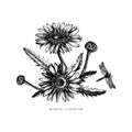 Hand drawn medical plant sketch. Vector botanical illustration of chamomile flower isolated on white. Black and white lineart. Dr
