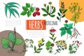 Hand Drawn Medicinal Herbs Concept