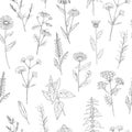 Hand drawn medicinal herbs. Vector pattern