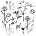 Hand drawn medicinal herbs. Vector illustration