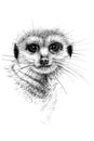 Hand drawn meerkat portrait, sketch graphics monochrome illustration Royalty Free Stock Photo